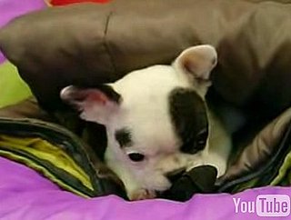 Baby French Bulldog